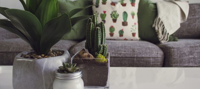 Decoração de sala com plantas – as melhores dicas para arrasar